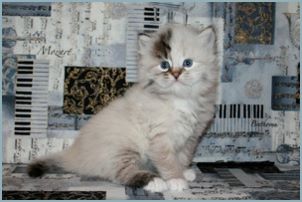 Male Siberian Kitten from Deedlebug Siberians